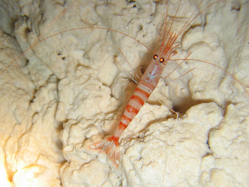 Cave Shrimp