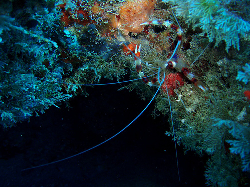 cay sal spider crab