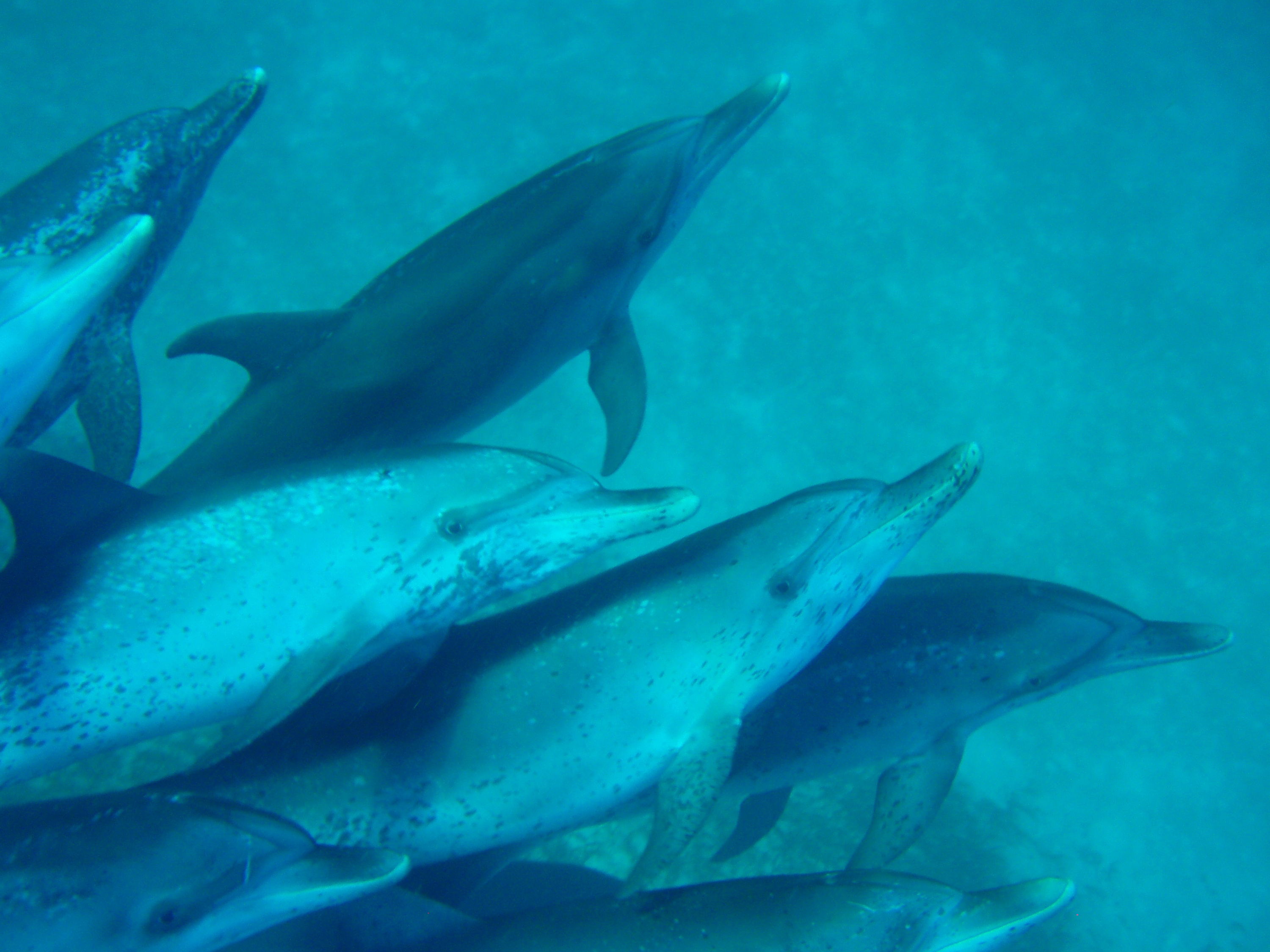Cay Sal wild dolphins