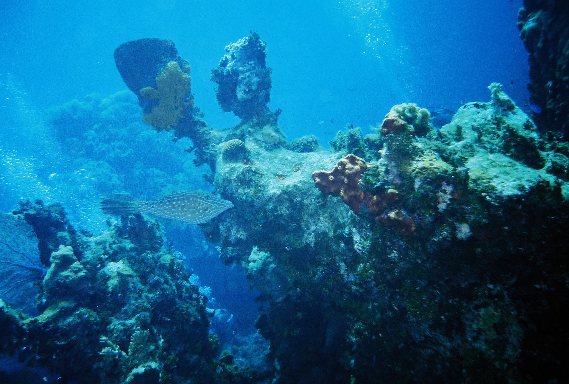 Cayman Brac Reef