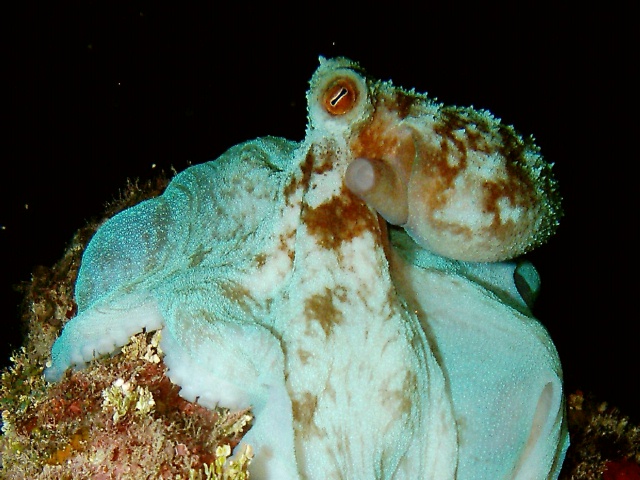 Cayman Brac Underwater - Octopus