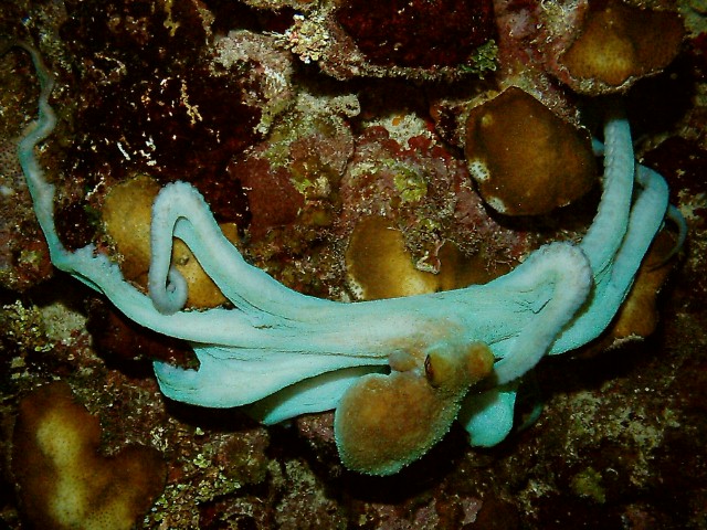 Cayman Brac Underwater - Octopus