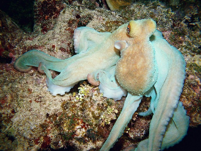 Cayman Brac Underwater - Octoput