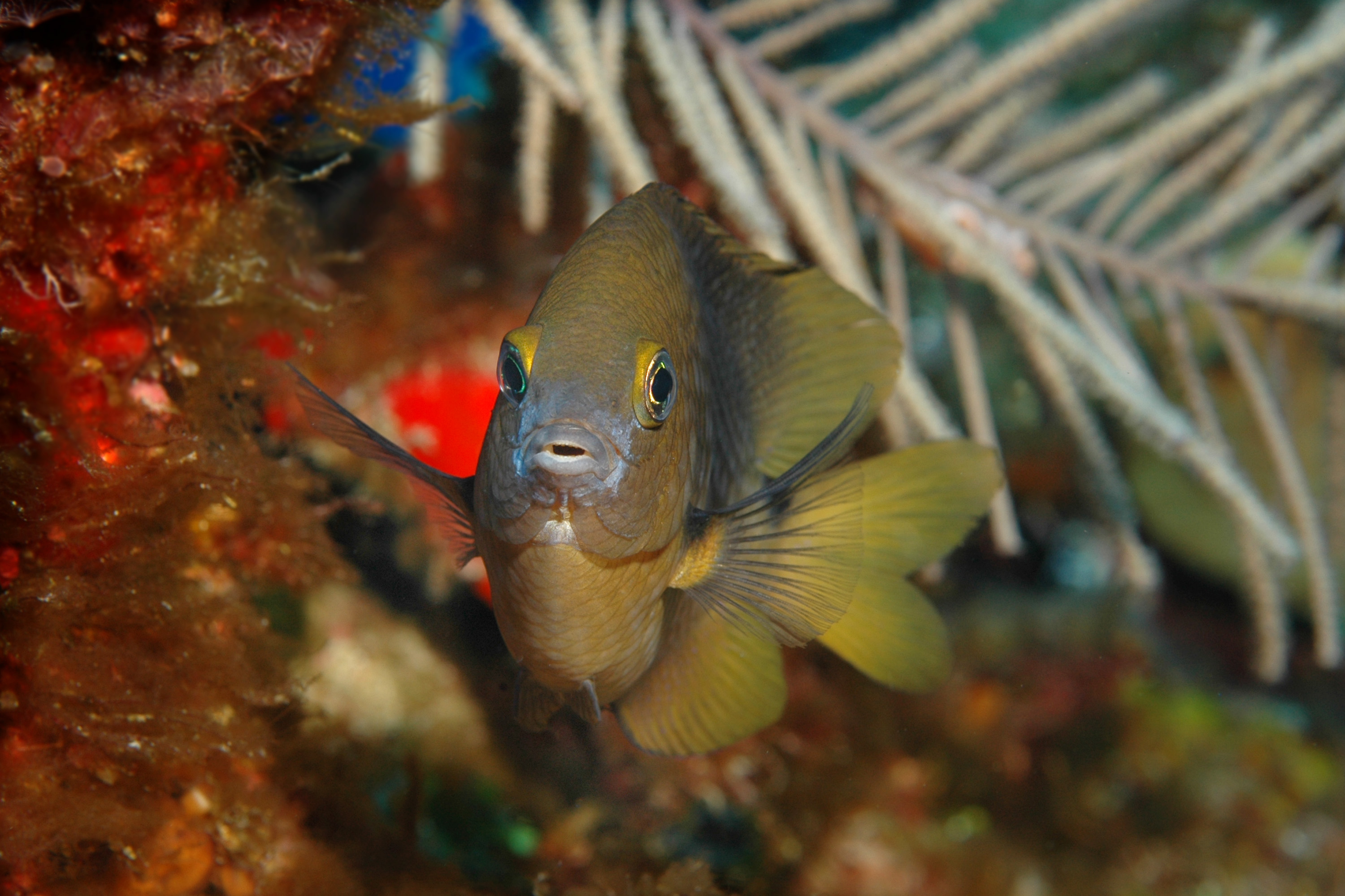 Cayman Brac