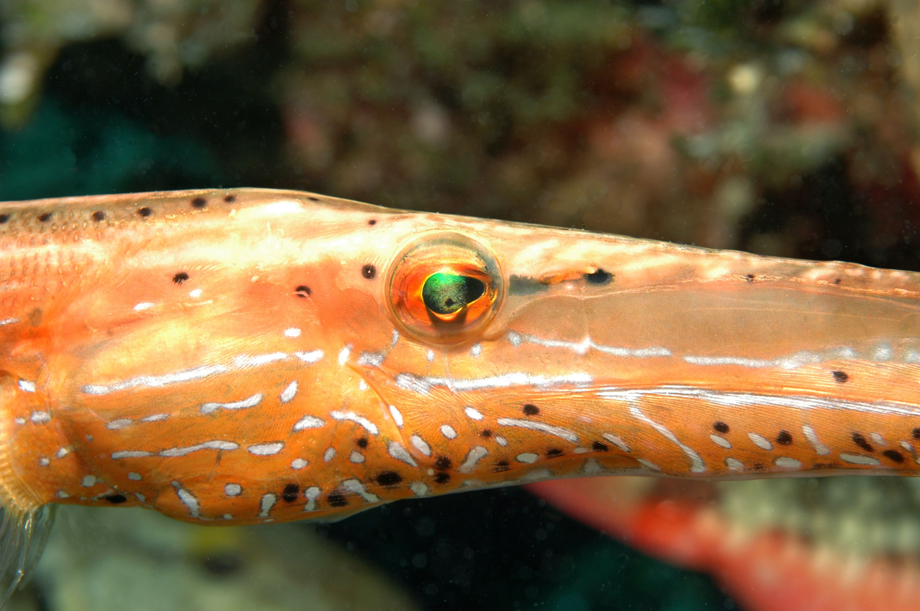 Cayman Brac