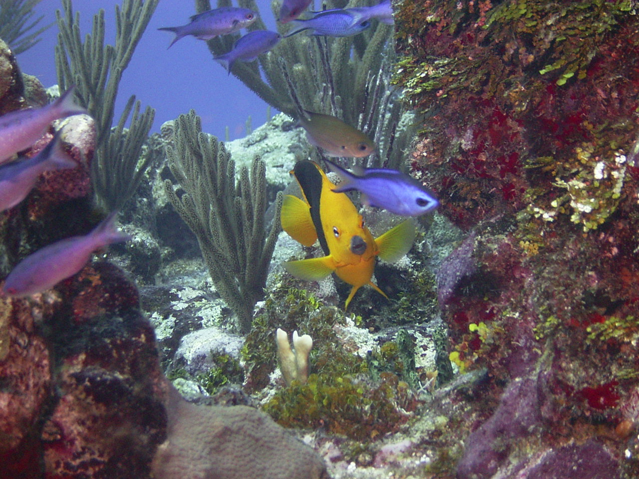 Cayman Fish Photo