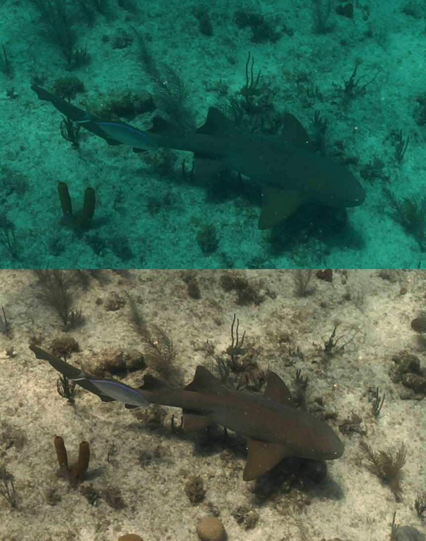 Cayman Sharks - Pics/Pix