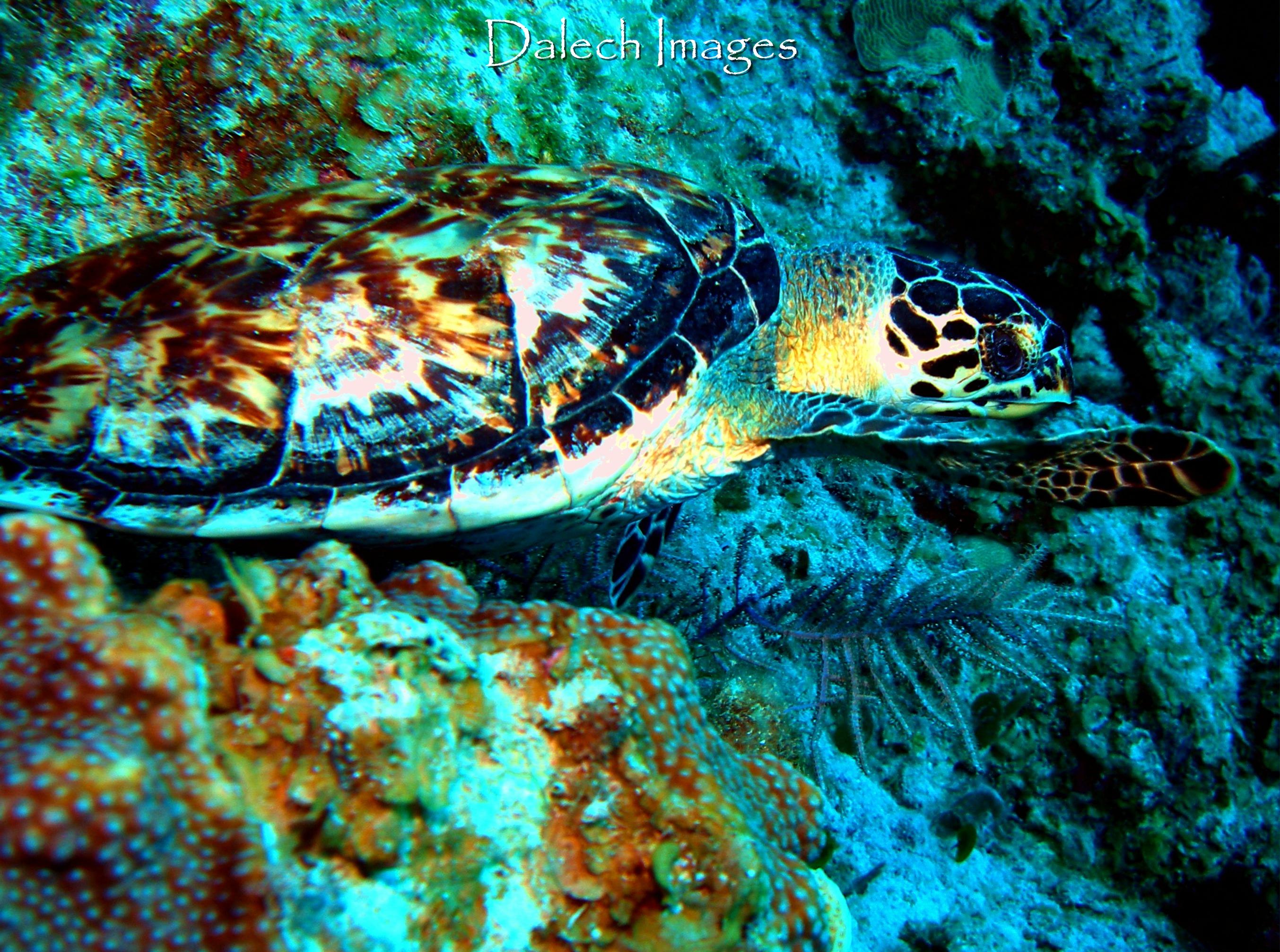 Cayman Turtle