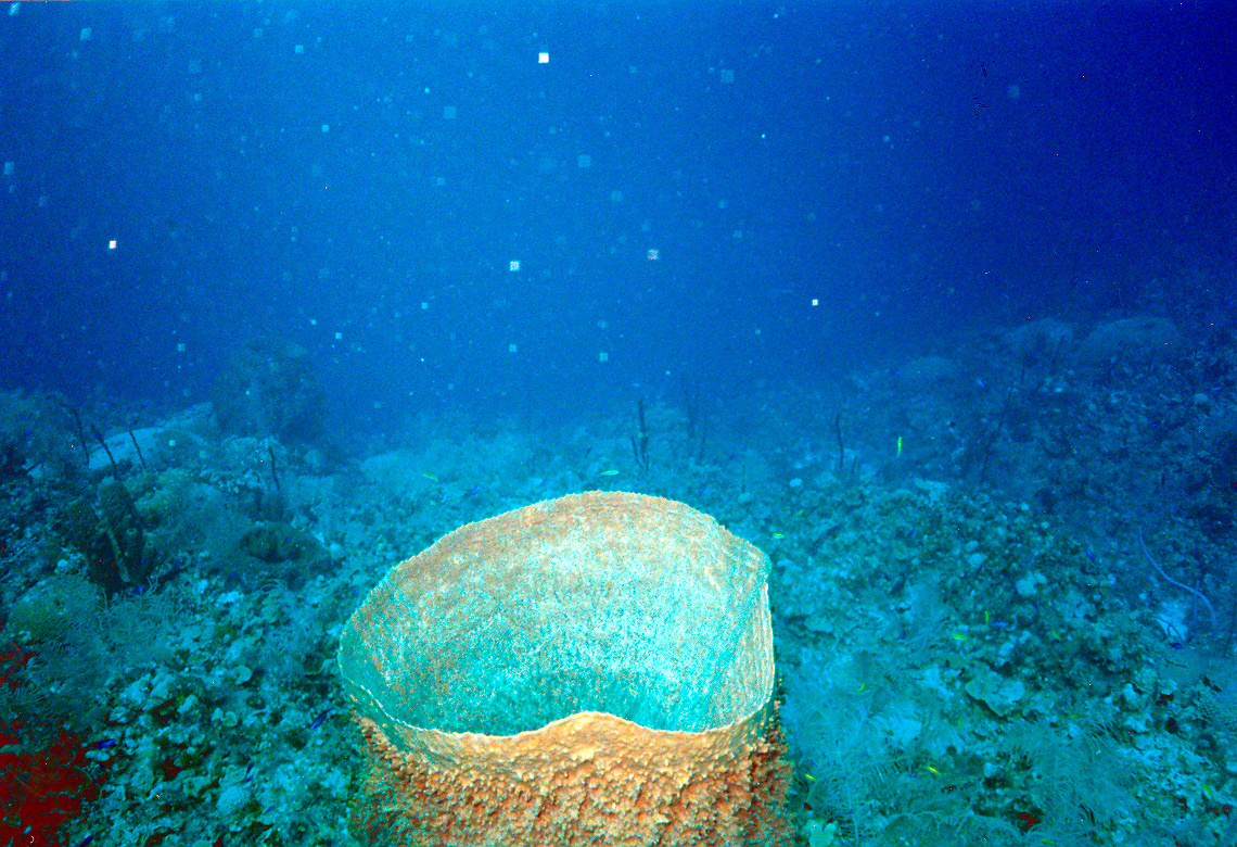 Caymans-Barrel Sponge @ The wall 6,000 ft dropoff