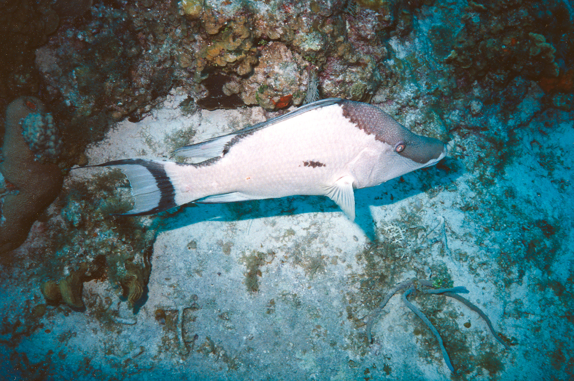 Caymans - Hogfish