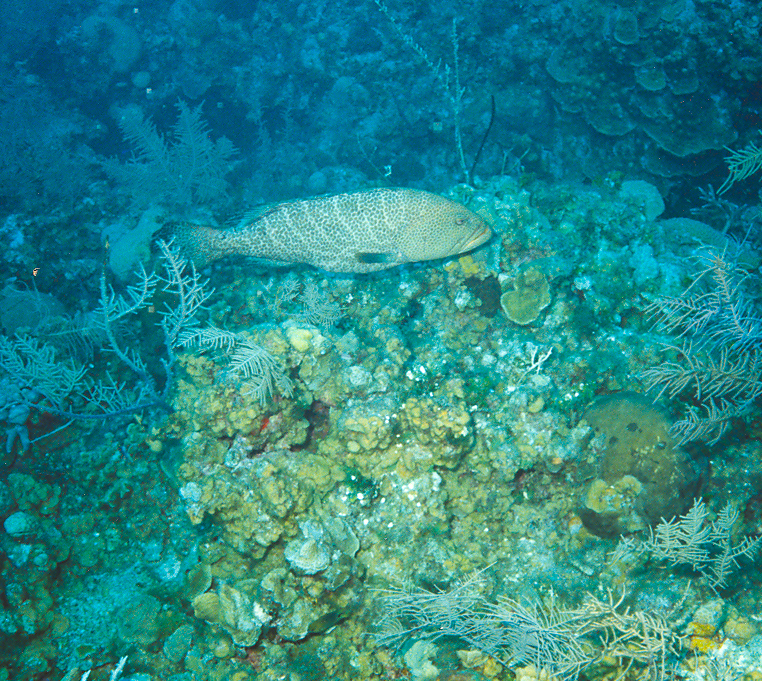 Caymans - Tiger Grouper