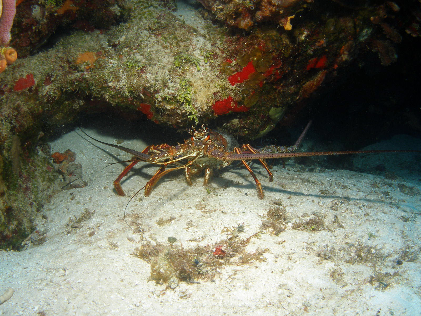 Cedral Pass lobster