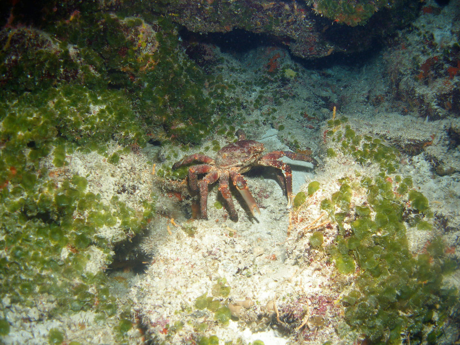Cedral Shallows king crab