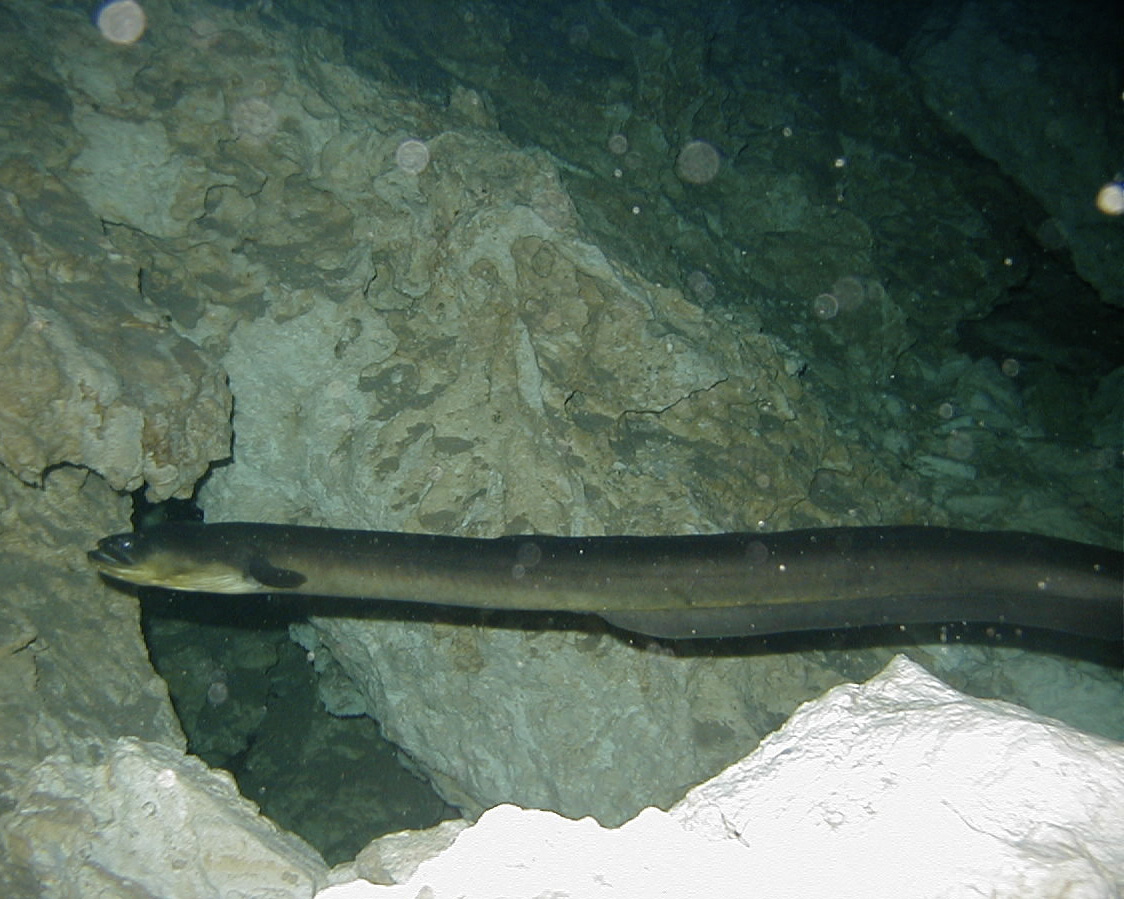 Cenote inhabitant