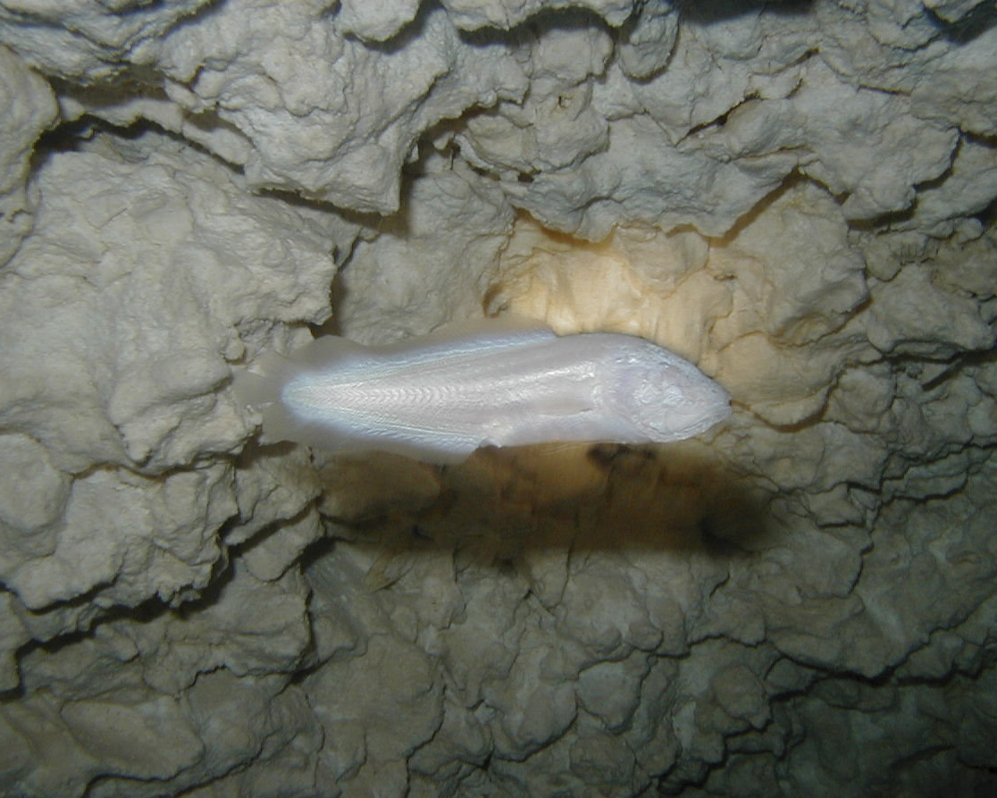 Cenote inhabitant