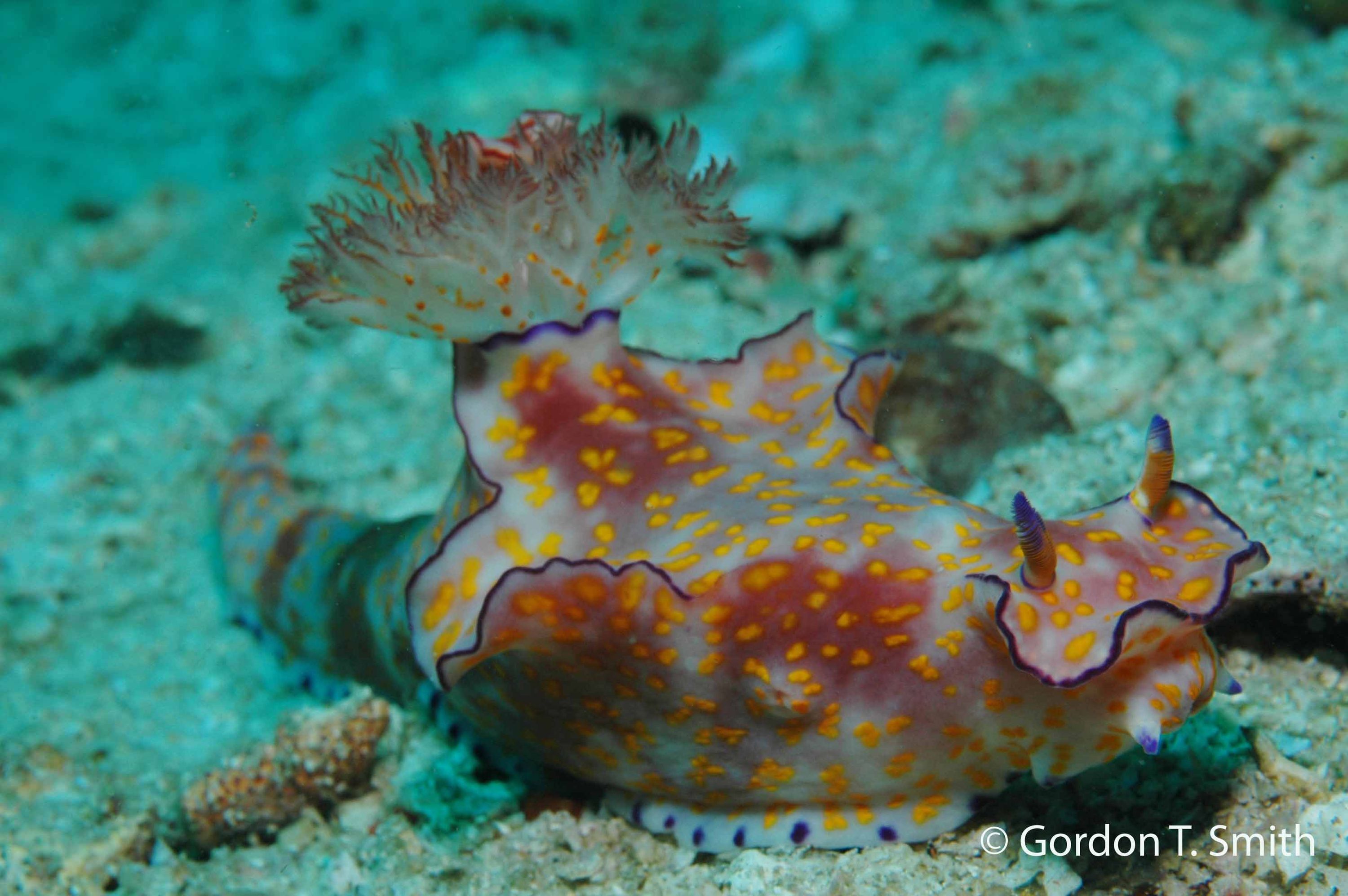 Ceratosoma trilobatum