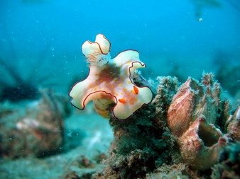 Ceretosa Nudibranch