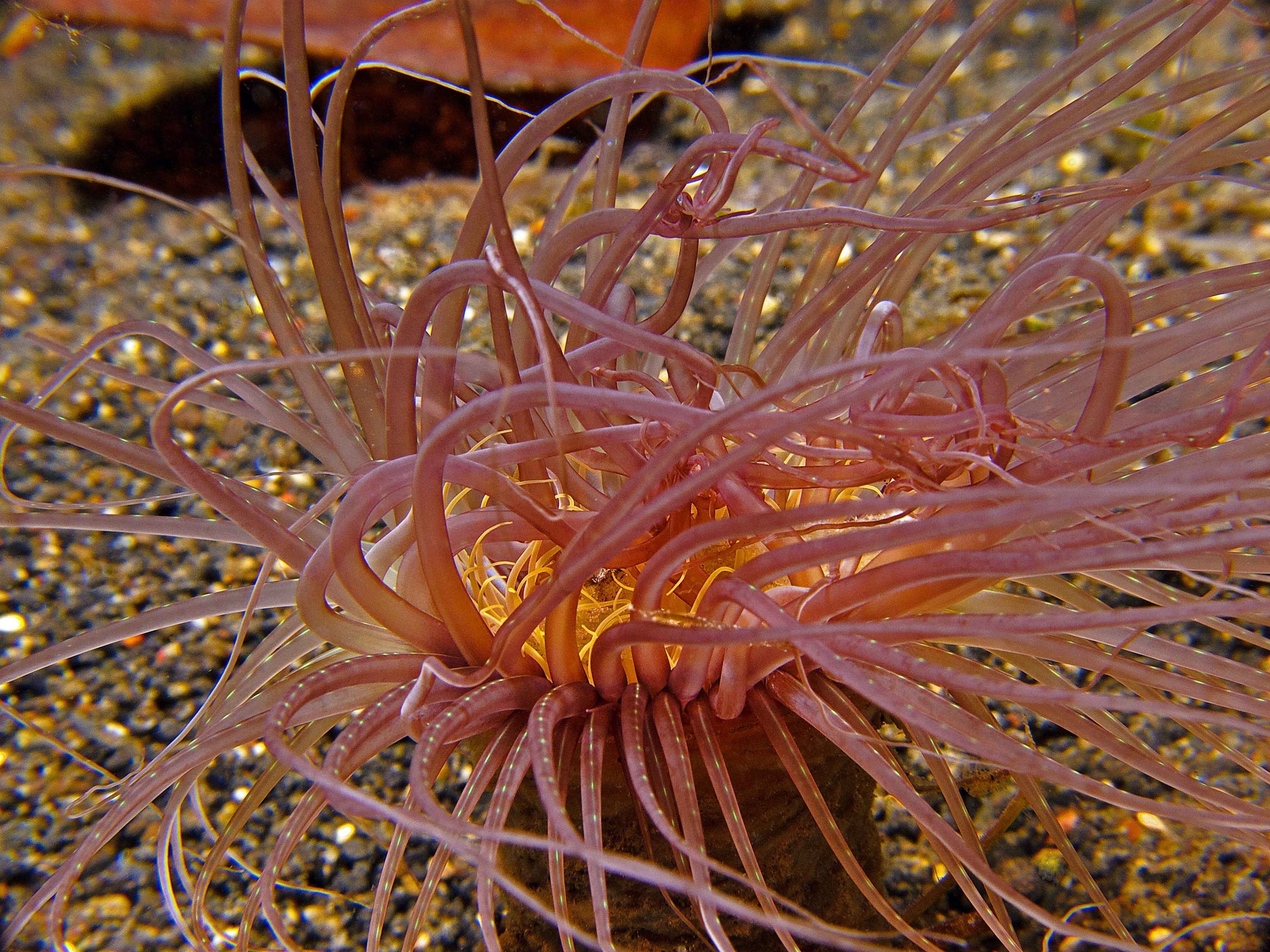 Cerianthus (Tube Anemone)