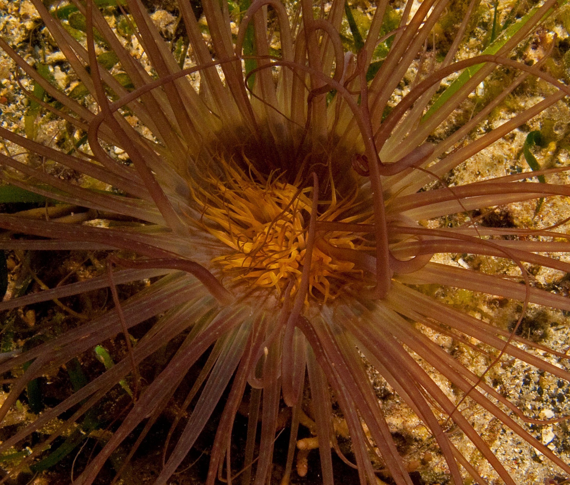 Cerianthus (Tube Anemone)