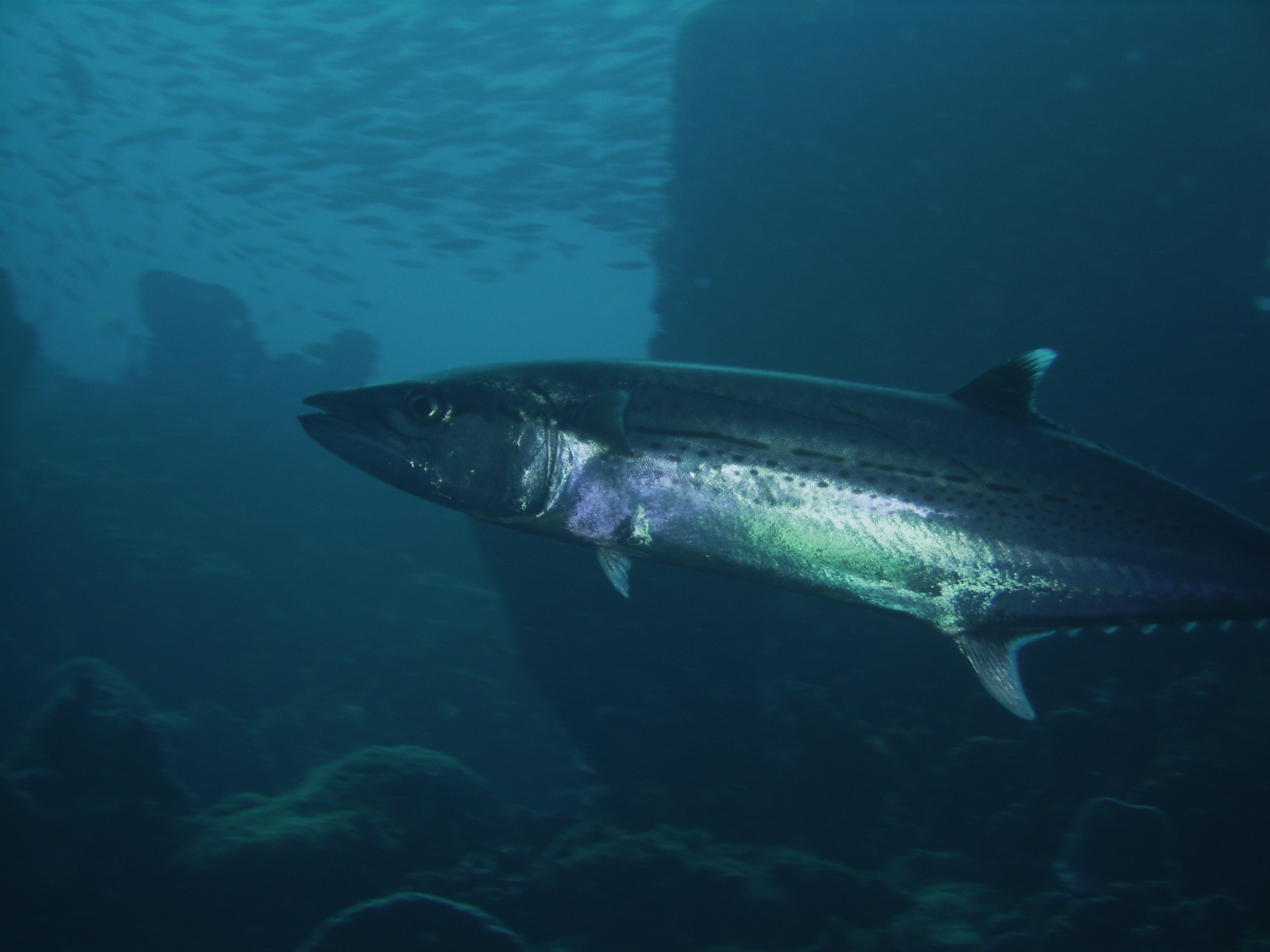 Cero mackrel in Dominica