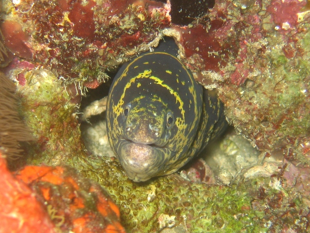 Chain Moray Eel