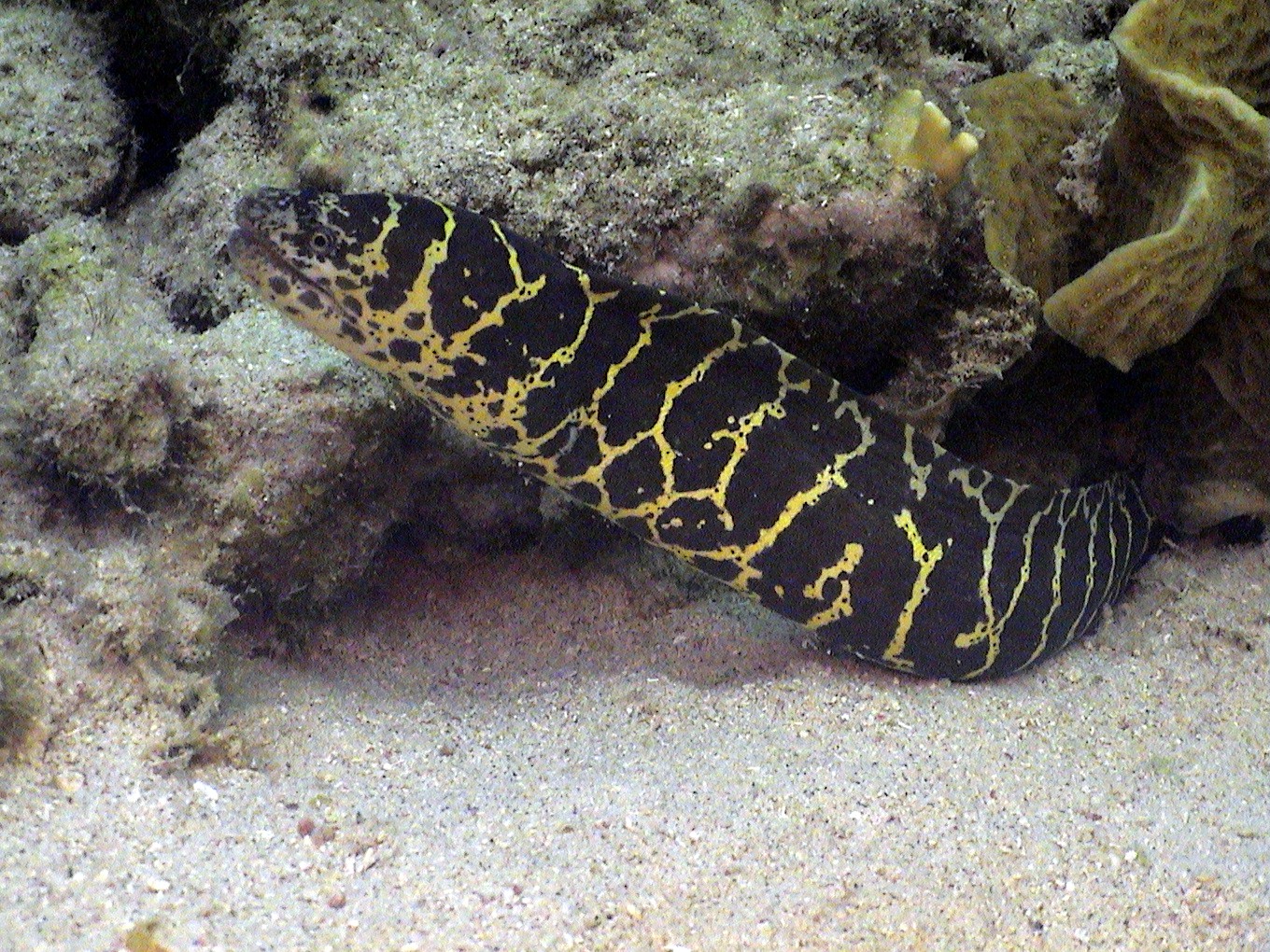 Chainlink Moray Eel in Curacao