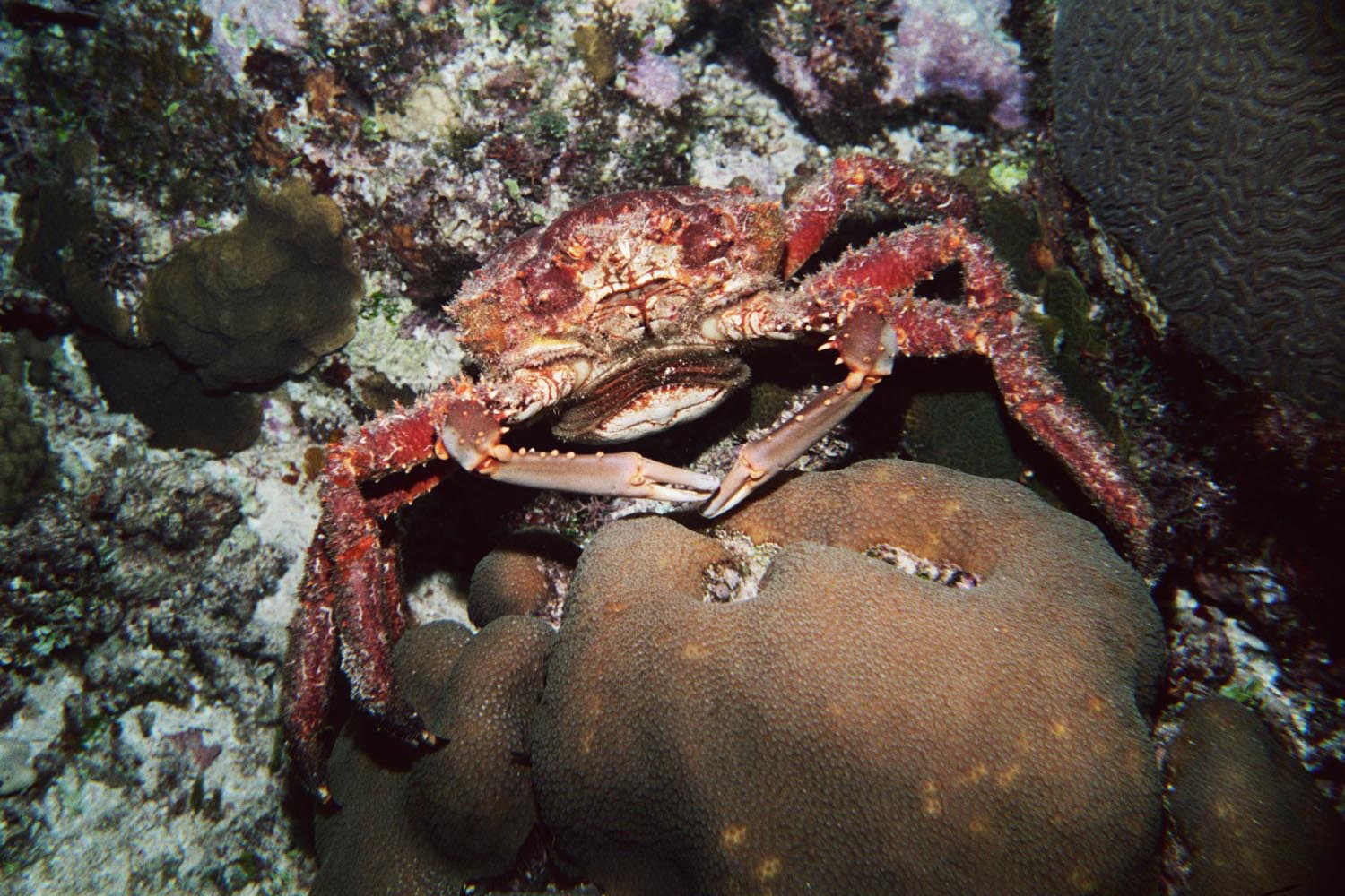 Channel Clinging Crab - Side View