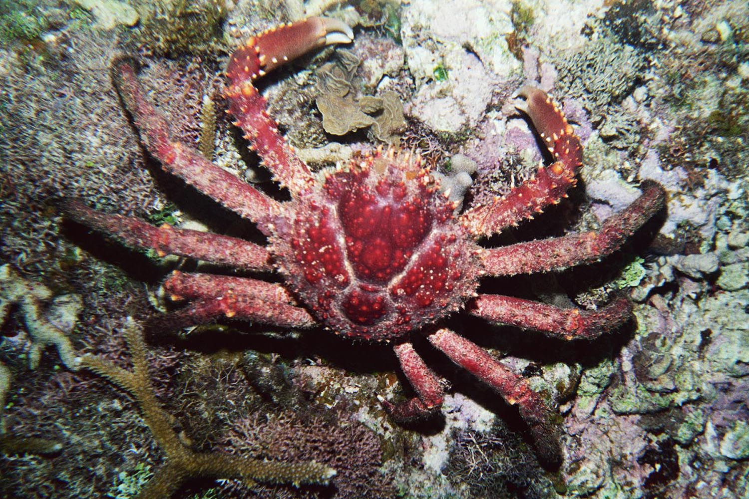 Channel Clinging Crab - Top View