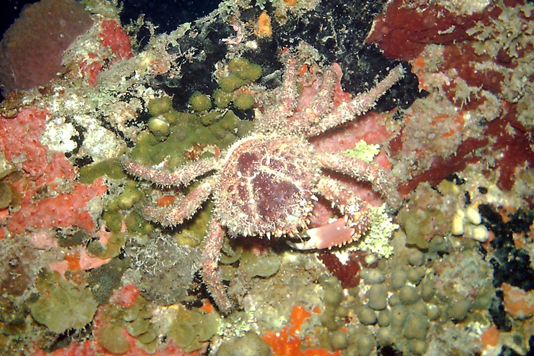 Channel Clinging Crab