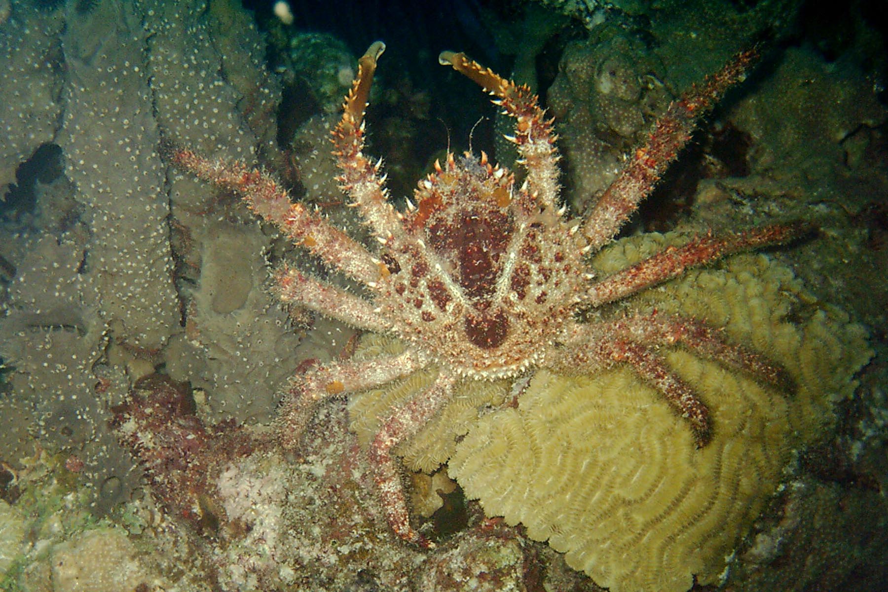 Channel Clinging Crab