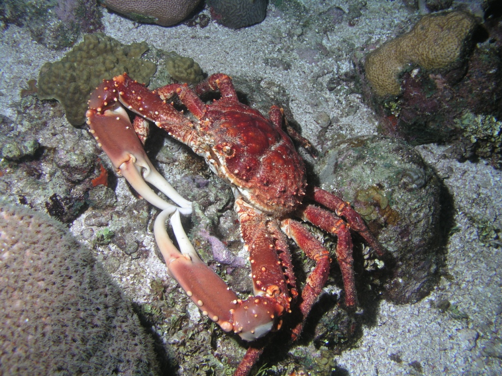 Channel Crab