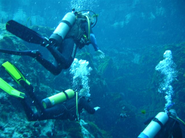 Check out Dive Weeki Wachee