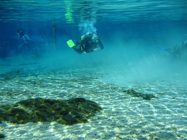 Check out dive Weeki Wachee