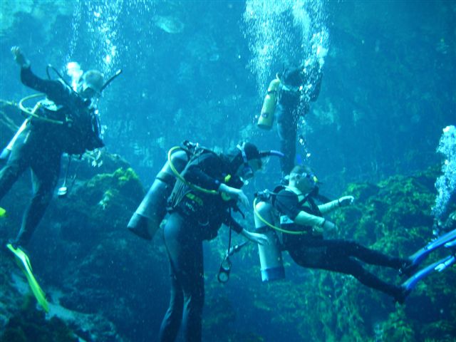 Check out dive Weeki Wachee