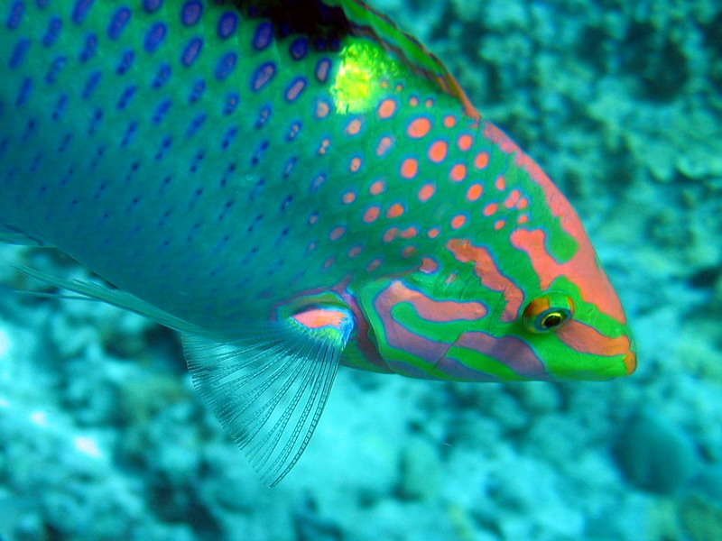 Checkerboard Wrasse