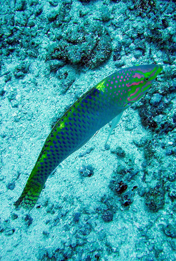 Checkerboard Wrasse