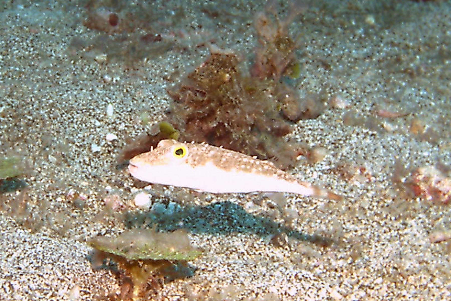 Checkered Puffer