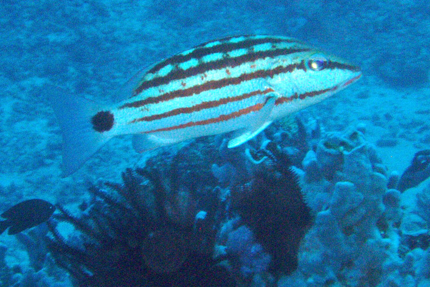 Checkered Snapper