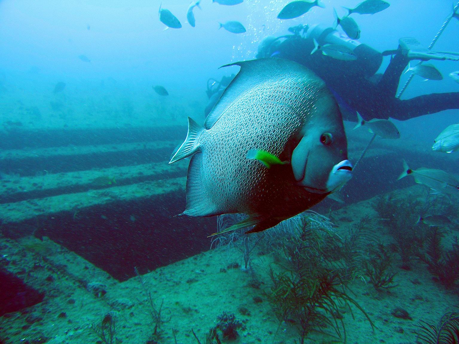 Checking me out. (Gray Angelfish)