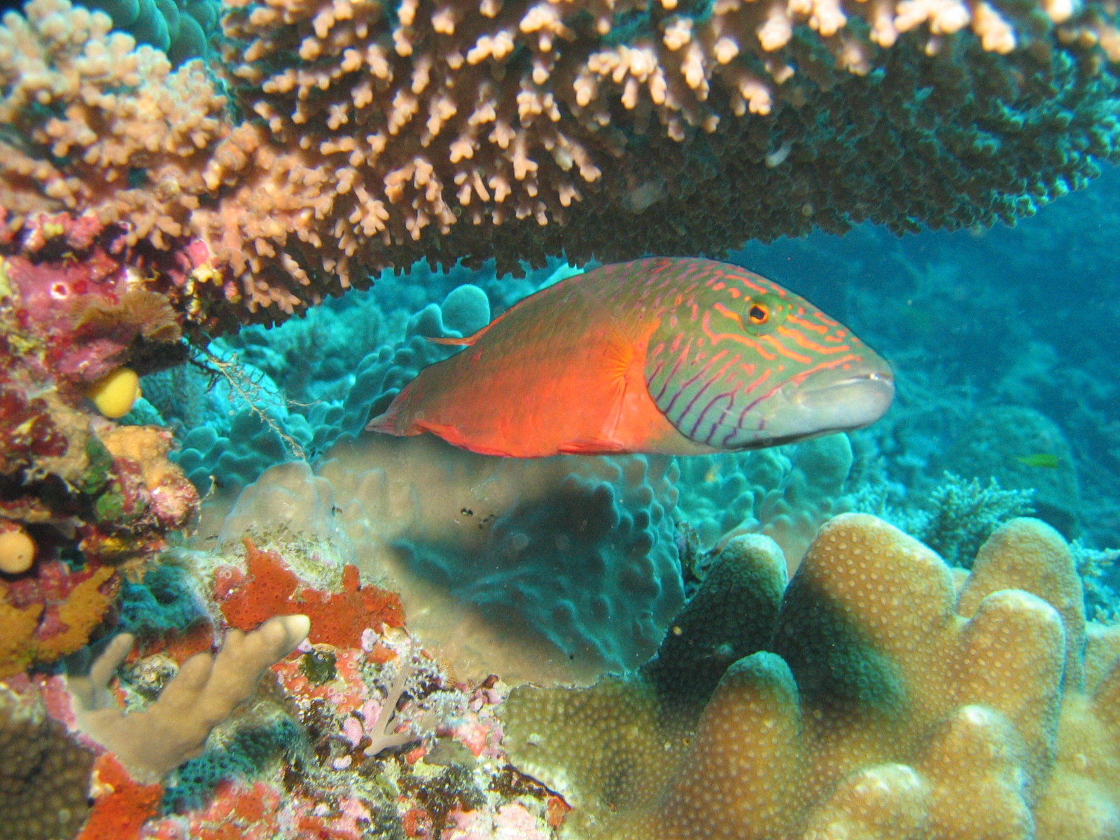 Cheeklined Maori Wrasse - Fiji