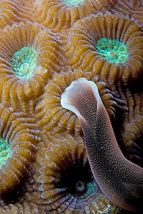Chelidonura amoena nudibranch on coral