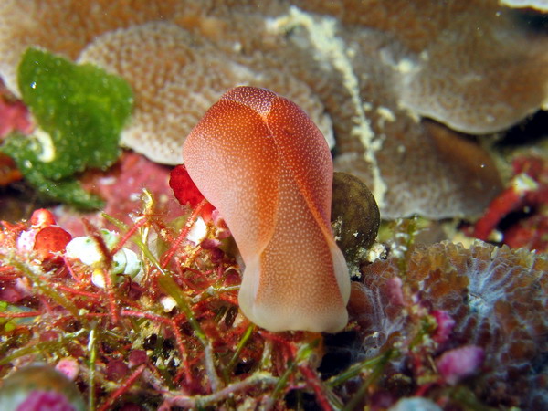 Chelidonura Amoena