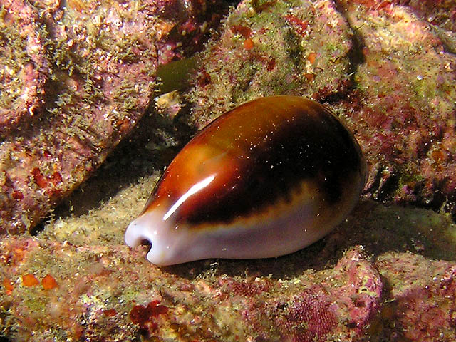 Chestnut cowrie