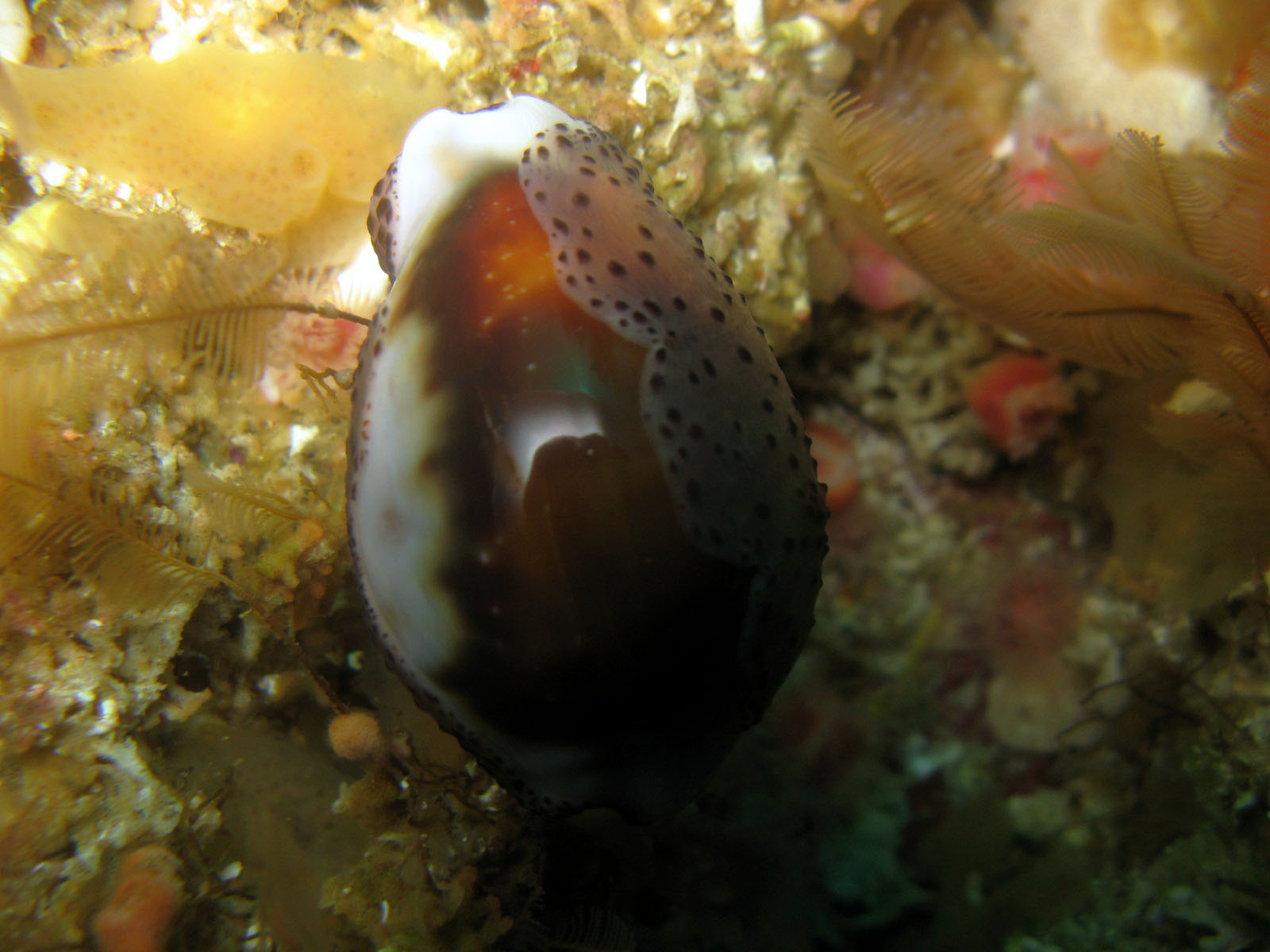 Chestnut Cowry with Sea Fans