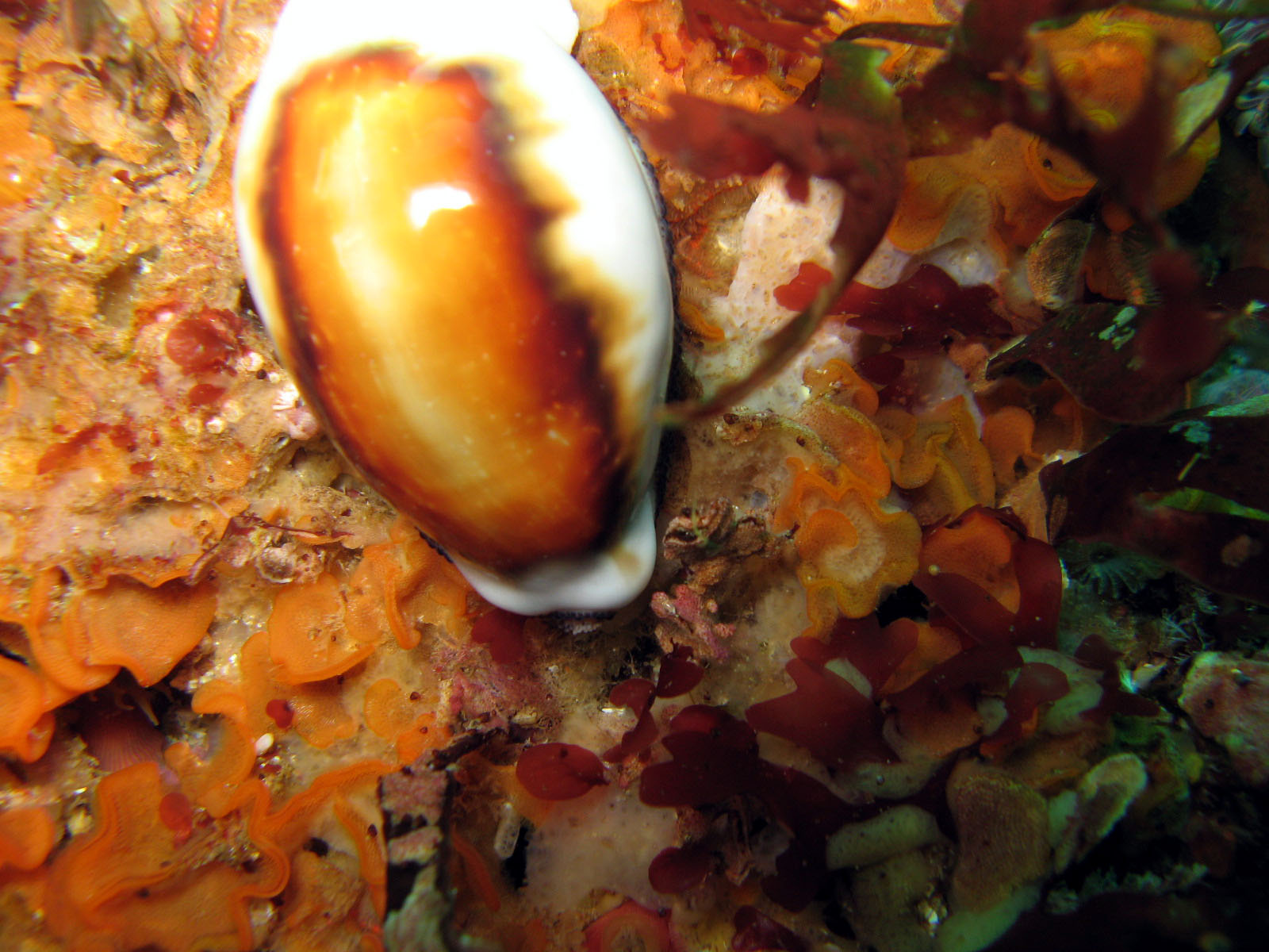 Chestnut_Cowry