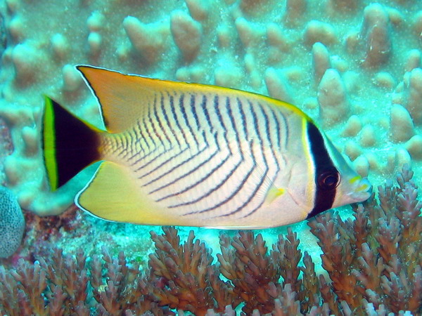 Cheveron Butterflyfish