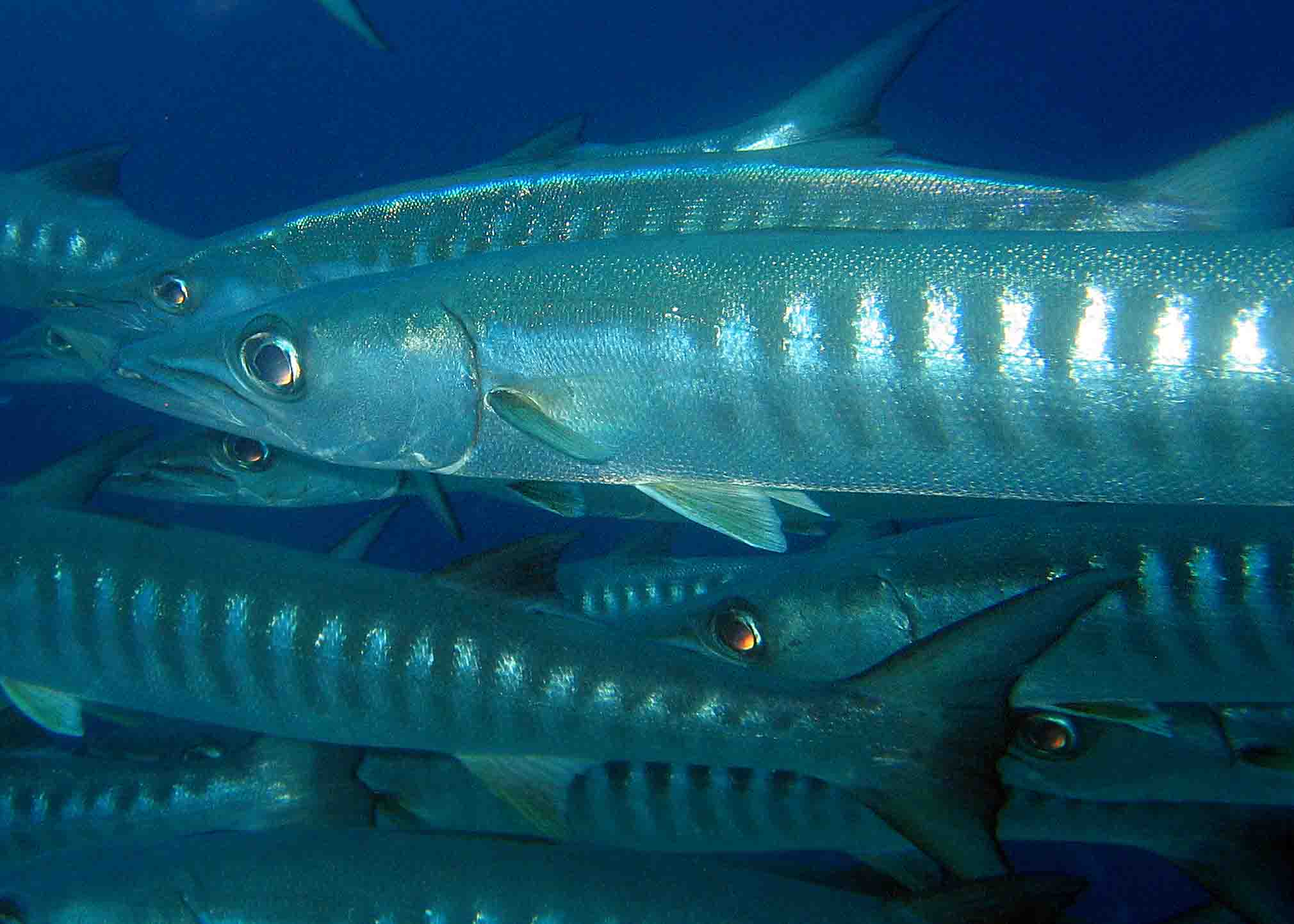 Chevron Barracuda