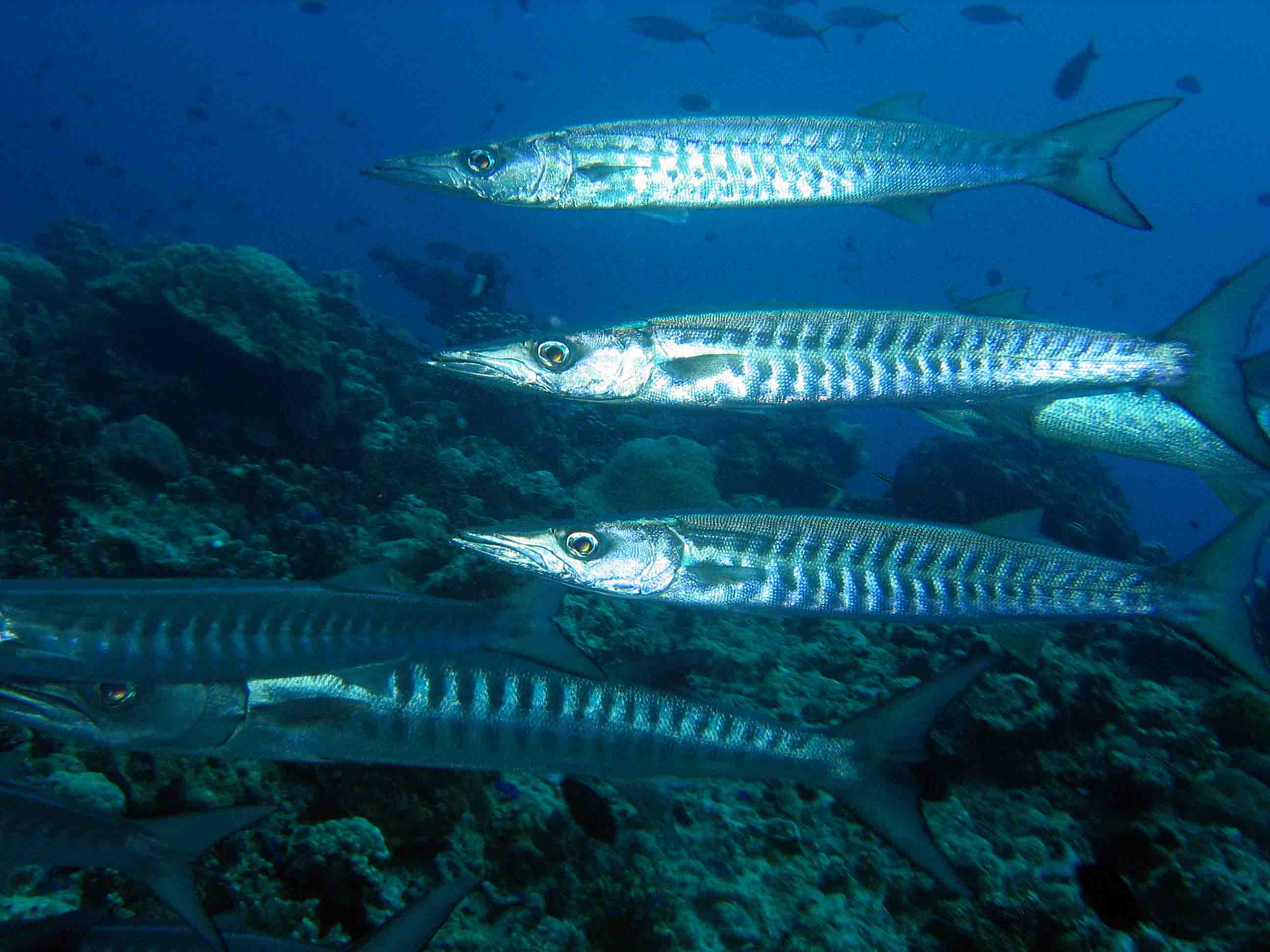 Chevron Barracuda