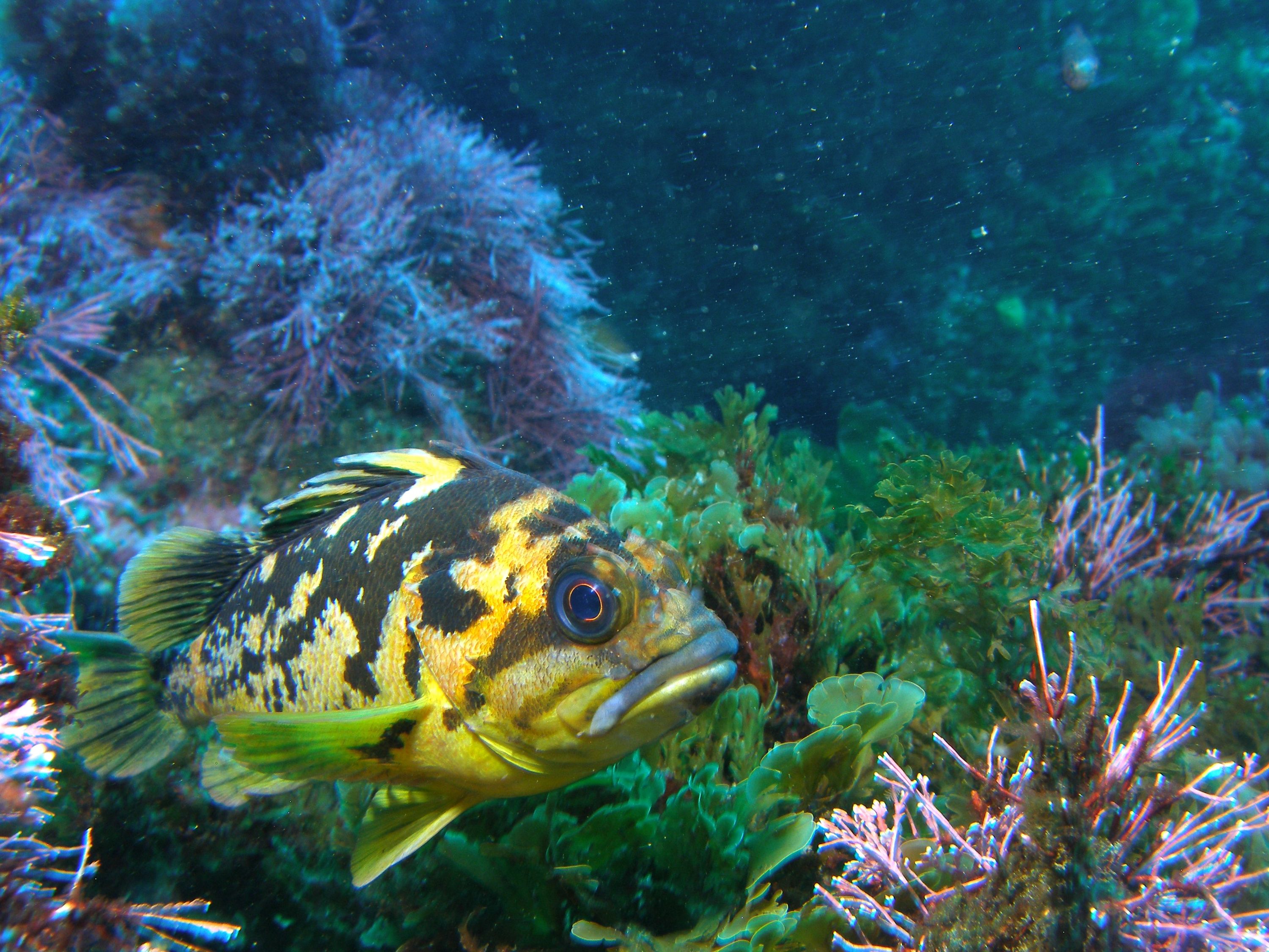 China_Rockfish_Cortez Banks