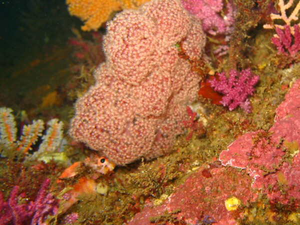 Chinsen - hiding orange fish